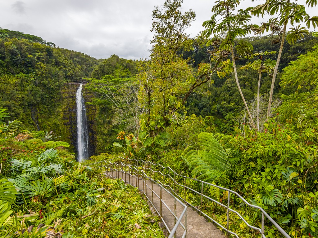 Akaka Falls. Water Drops From The Cliff Edge To The Plunge Pool Below. Big Island Hawaii.