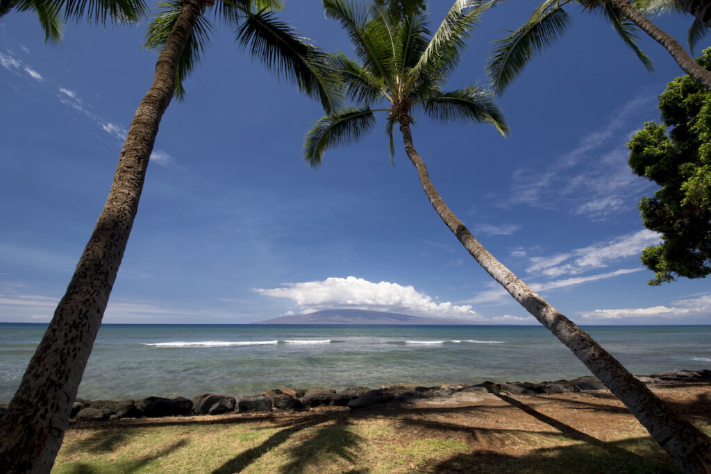 Palm Trees At Launiupoko Beach Park, Near Lahaina, Maui, Hawaii