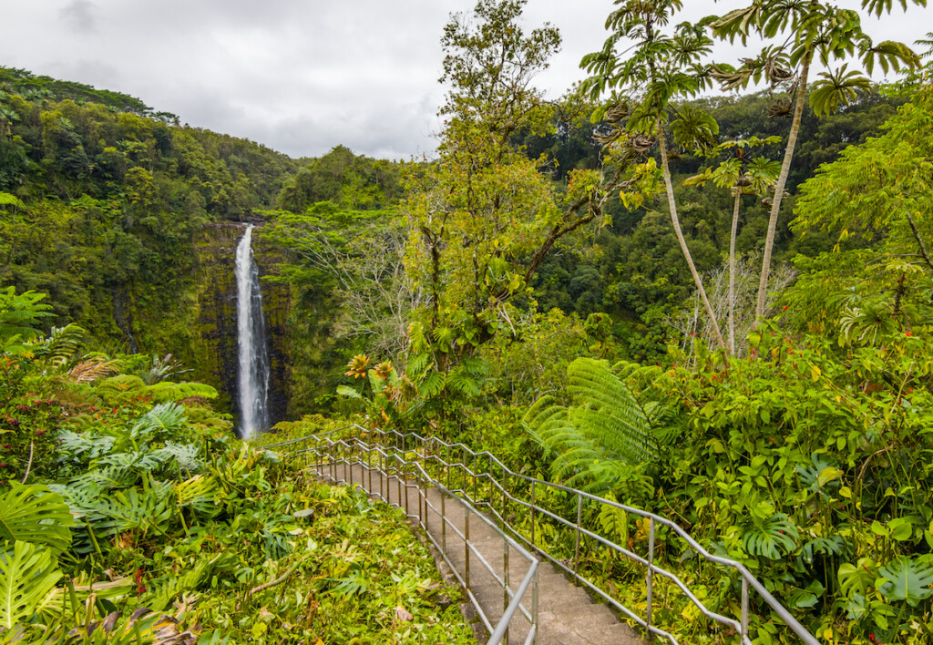 Akaka Falls. Water Drops From The Cliff Edge To The Plunge Pool Below. Big Island Hawaii.