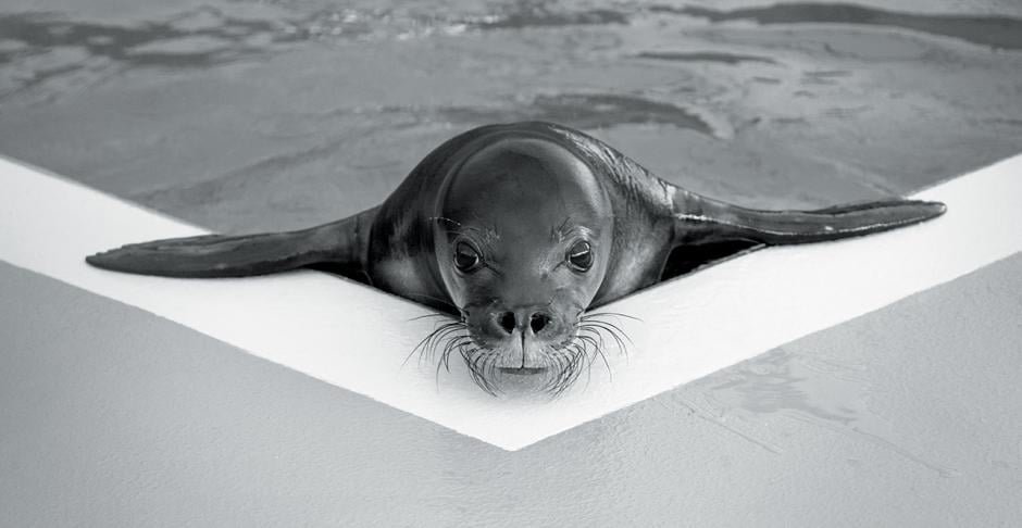 hawaiian monk seal rescue