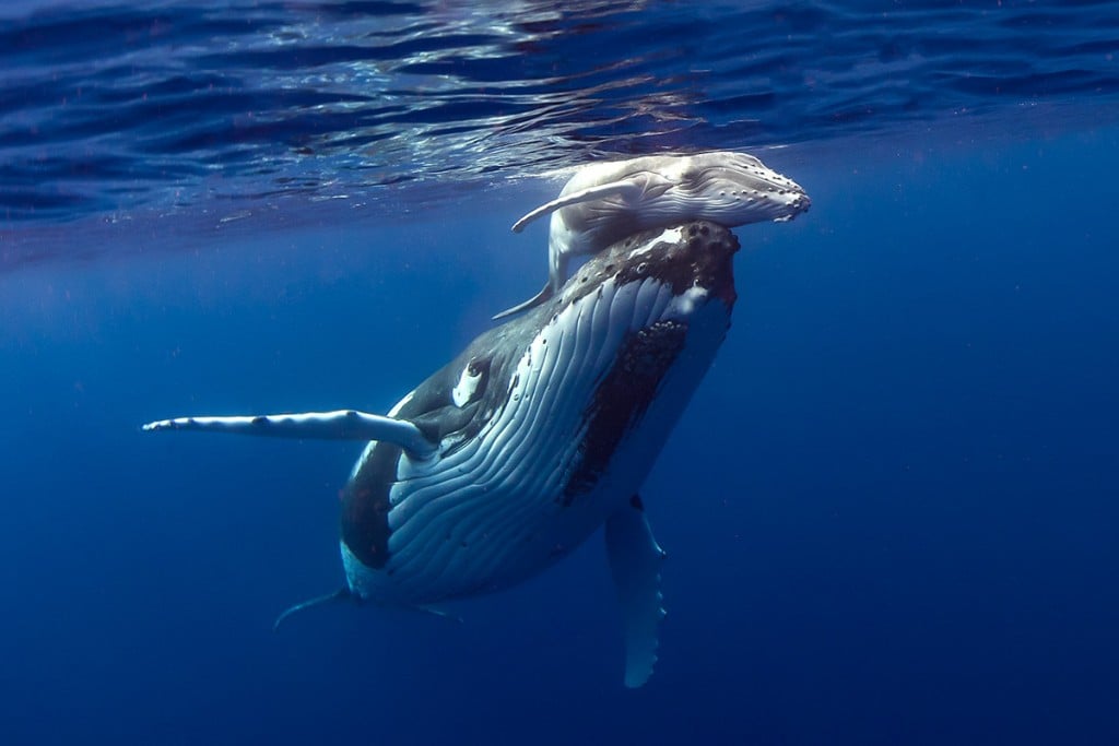 whale-calf-and-mom-howardchen-GettyImages-861493418